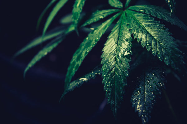 III. Hvordan kan CBD være lovligt når cannabis ikke er?